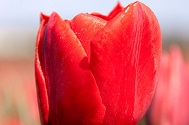 Tulp Ben van Zanten